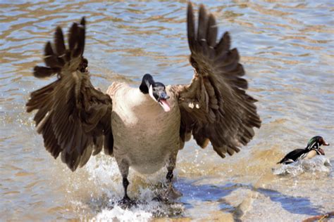 Why are geese so aggressive and mean?